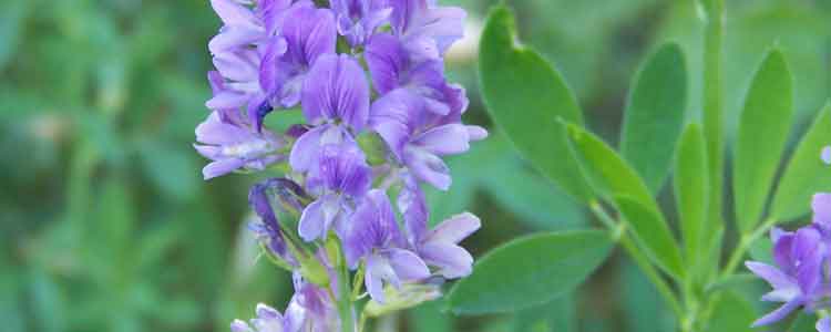 health benefits of alfalfa
