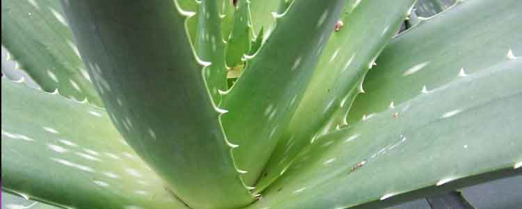 Aloe Vera for Acid Reflux