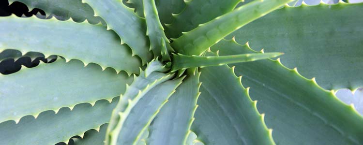 Aloe Vera for Ringworm