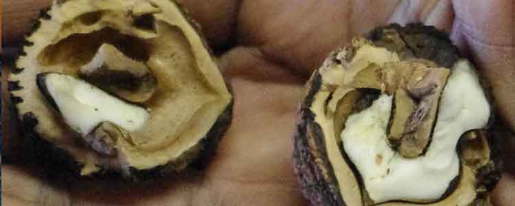 health benefits of black walnuts