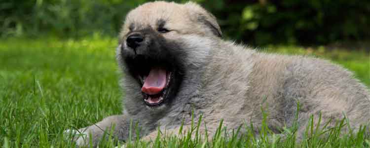 natural remedies for dog breath