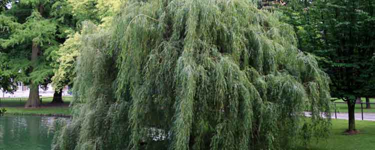 health benefits and side effects of white willow