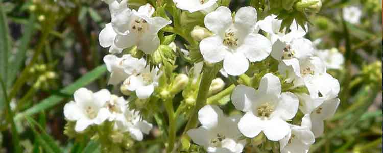 health benefits of yerba santa