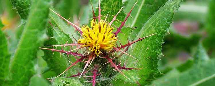 health benefits of blessed thistle