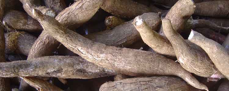 health benefits of burdock root