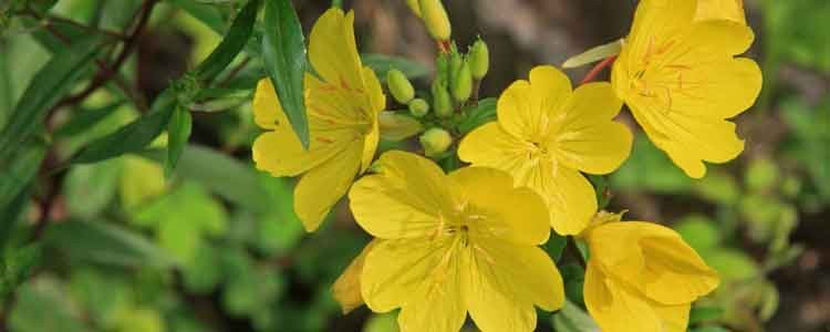 health benefits of evening primrose oil