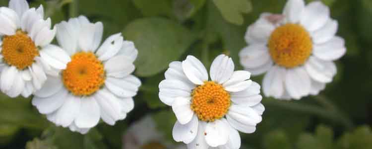 health benefits of feverfew