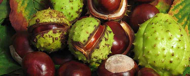 health benefits of horse chestnut