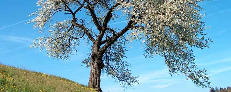 health benefits of Jamaican Dogwood