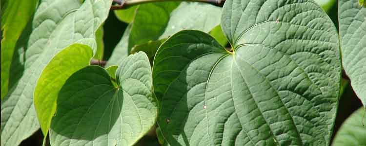 health benefits of kava