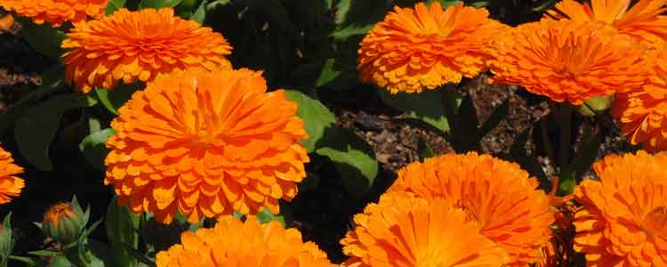 health benefits of marigold