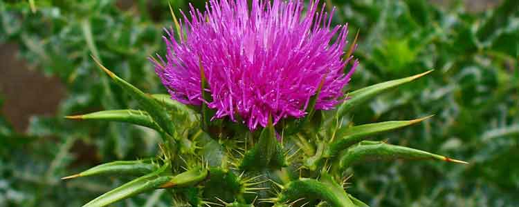 milk-thistle