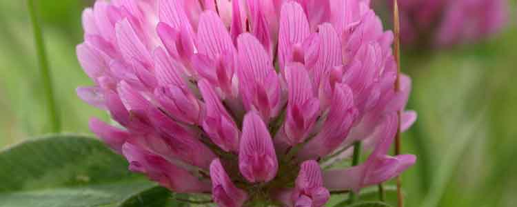 benefits of red clover
