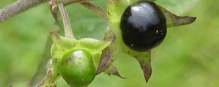 belladonna side effects