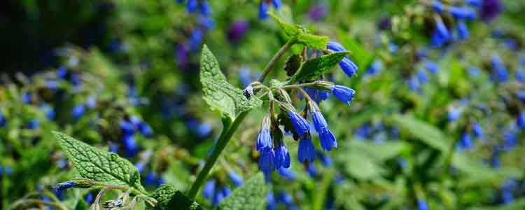 health benefits and side effects of comfrey