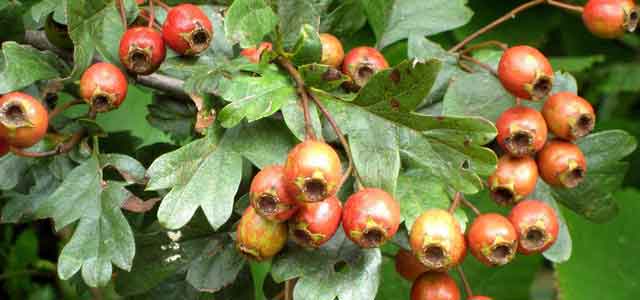 hawthorn berry benefits