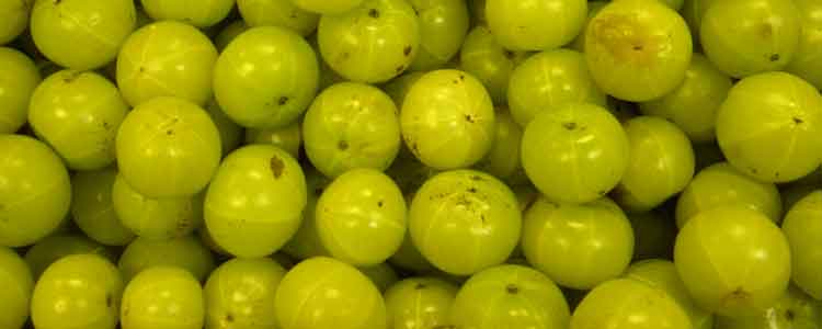 pet rat respiratory infection home remedies