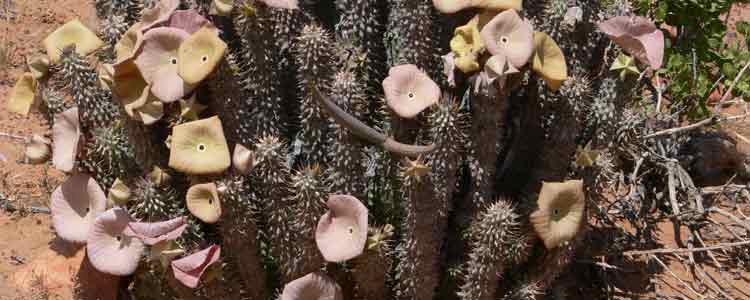 hoodia side effects