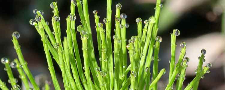 horsetail benefits