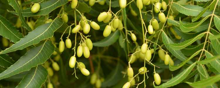 neem benefits and uses