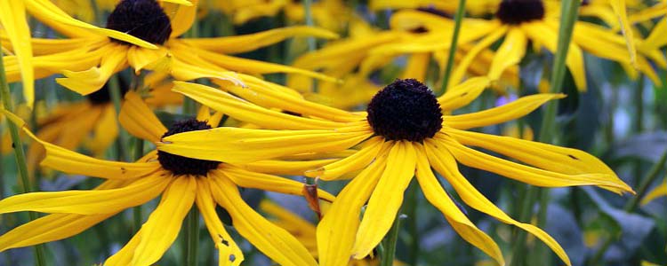 Arnica Montana