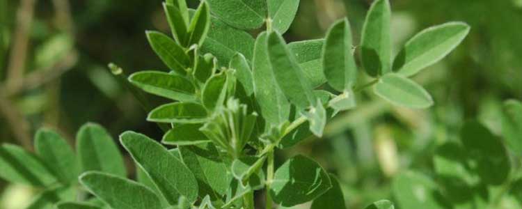 Astragalus