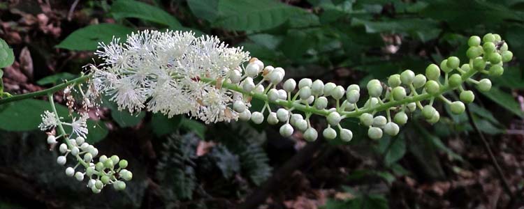 Black Cohosh