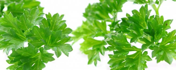 Parsley