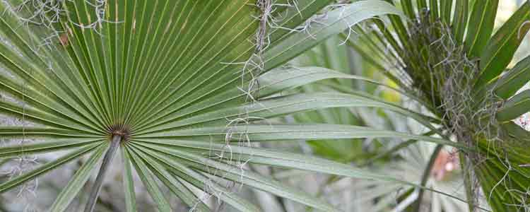 Saw Palmetto Benefits 