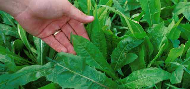 chicory root side effects