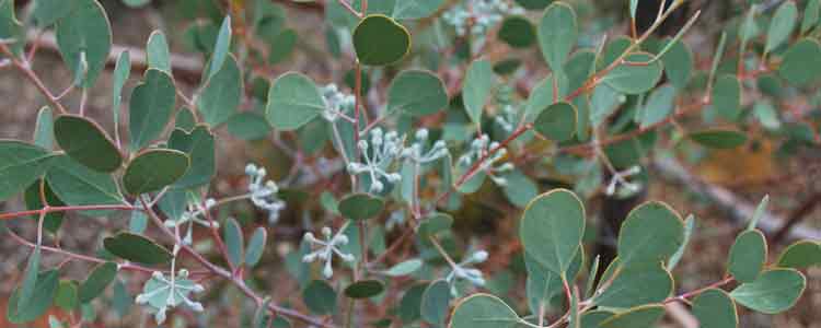 Eucalyptus Oil Benefits 