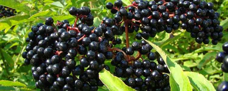 health benefits of elderberry