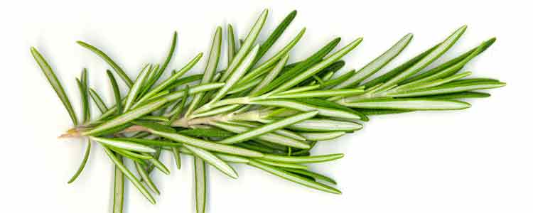 health benefits of rosemary