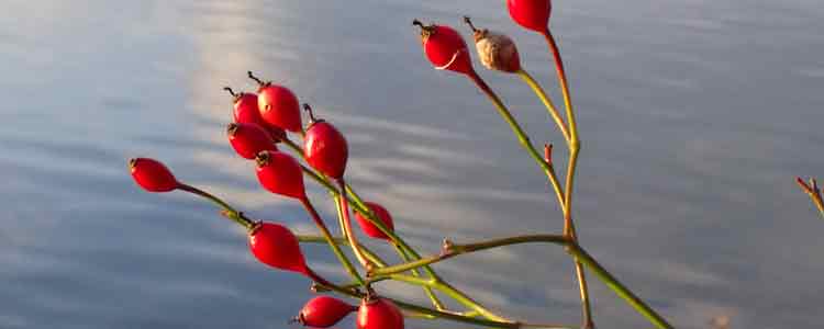 rose hips benefits