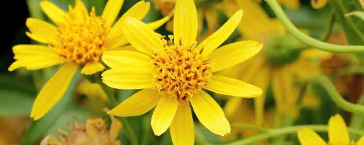 Arnica for Bruises