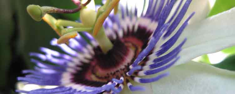 The Top 6 Benefits Of Passion Flower Naturalalternativeremedy