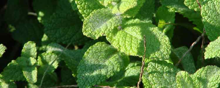 Benefits of Peppermint Oil