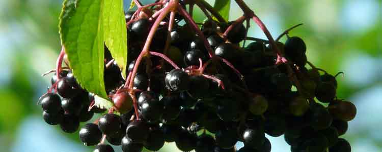 Elderberry for Colds and Flus