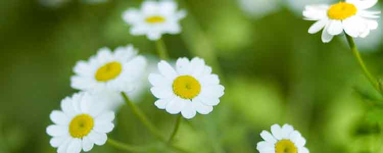 Feverfew for Migraines