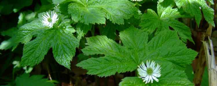 Goldenseal Detox