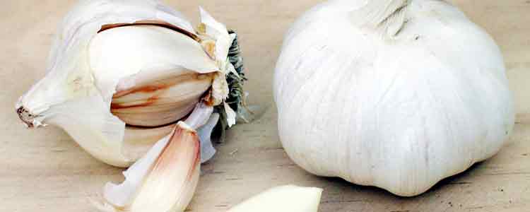 Health Benefits of Garlic