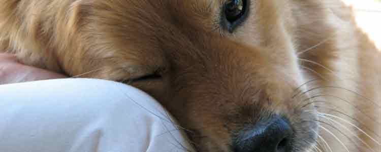 Home Remedies for Dog Diarrhea