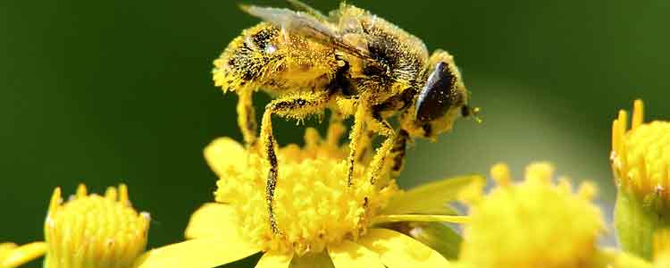 Home Remedies for Enlarged Prostate include Bee Pollen
