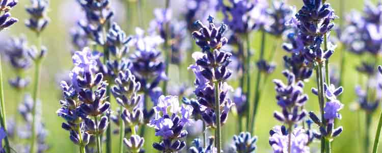 Lavender Oil for Hair