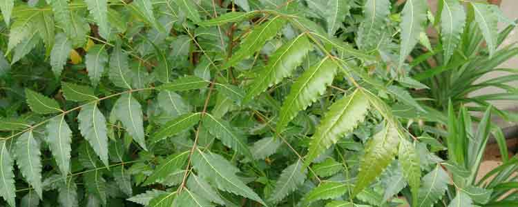 Neem Oil Skin Benefits