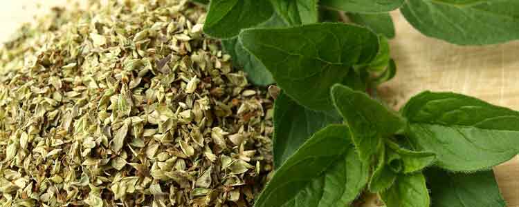 Oil of Oregano Benefits