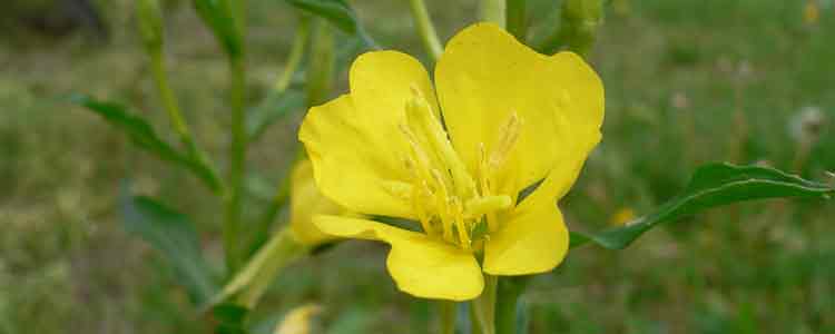 Primrose Oil for Psoriasis