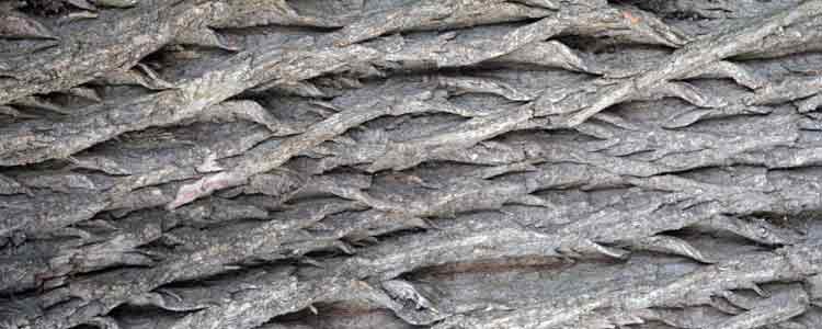 White Willow Bark for Dogs