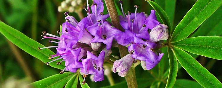 Chasteberry Vitex agnus-castus