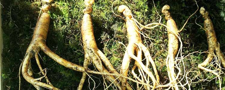 Ginseng Root